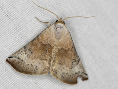 Mataeomera mesotaenia