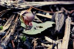 Corybas unguiculatus