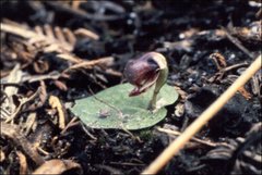 Corybas unguiculatus