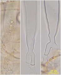 Pulvinula convexella