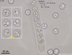 Pulvinula convexella