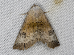 Mataeomera mesotaenia