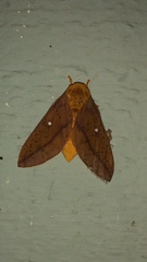 Anisota senatoria