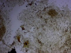 Leccinum flavostipitatum