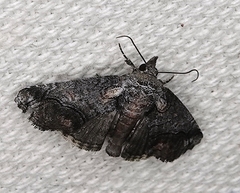 Paectes abrostolella