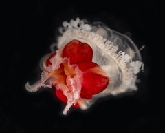 Turritopsis