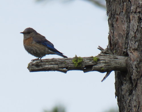 Western Bluebird photographed in Idaho
