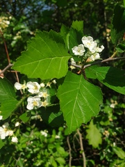 Crataegus chrysocarpa chrysocarpa
