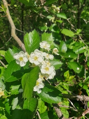 Crataegus chrysocarpa chrysocarpa