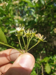 Crataegus chrysocarpa chrysocarpa