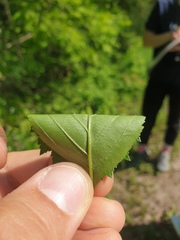 Crataegus chrysocarpa chrysocarpa