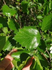 Crataegus chrysocarpa chrysocarpa