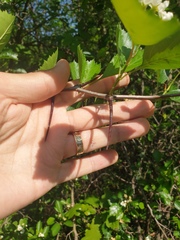 Crataegus chrysocarpa chrysocarpa