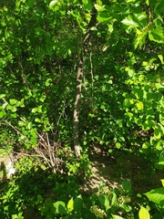 Crataegus chrysocarpa chrysocarpa