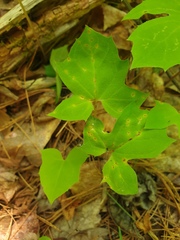 Puccinia orbicula