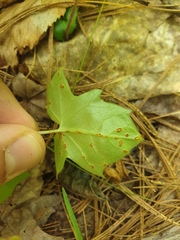 Puccinia orbicula