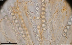 Pulvinula convexella