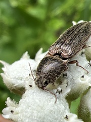Gambrinus griseus
