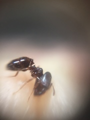 Pheidole indica