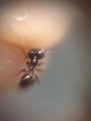 Pheidole indica