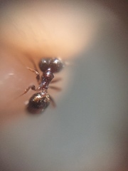 Pheidole indica
