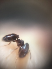 Pheidole indica