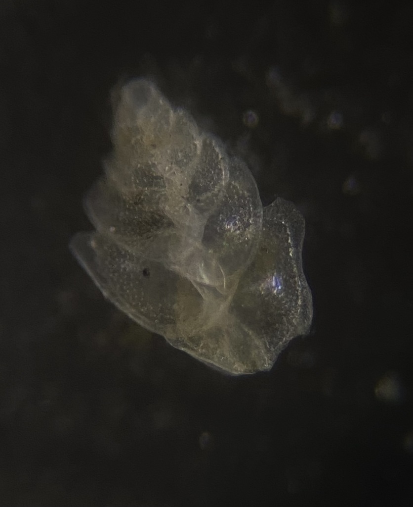 Bolivina alata