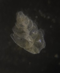 Bolivina alata