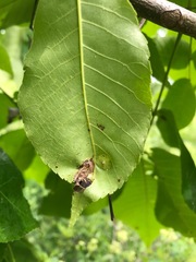 Phylloxera caryaefoliae