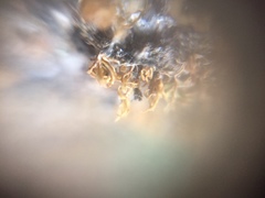 Bryophyta