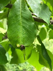 Phylloxera caryaefoliae