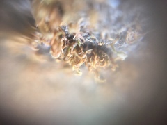 Bryophyta