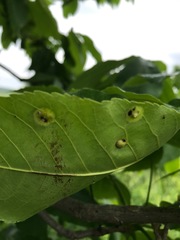 Phylloxera caryaefoliae