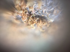 Bryophyta