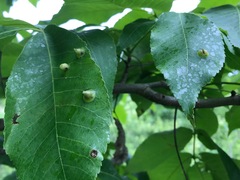 Phylloxera caryaefoliae