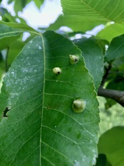 Phylloxera caryaefoliae