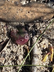 Corybas undulatus