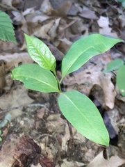 Asclepias quadrifolia