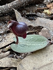 Corybas unguiculatus