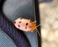 Podontia quatuordecimpunctata