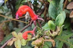 Centropogon granulosus