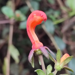 Centropogon granulosus