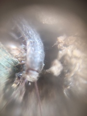 Zygentoma
