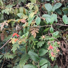 Centropogon granulosus