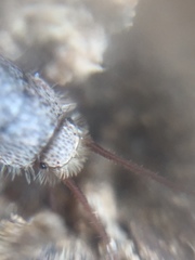 Zygentoma