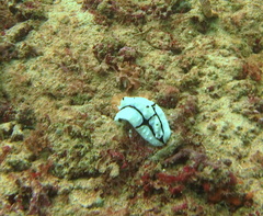 Phyllidiopsis shireenae