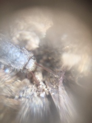 Zygentoma