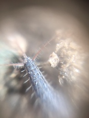Zygentoma