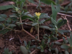 Angiospermae