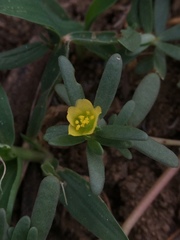 Angiospermae